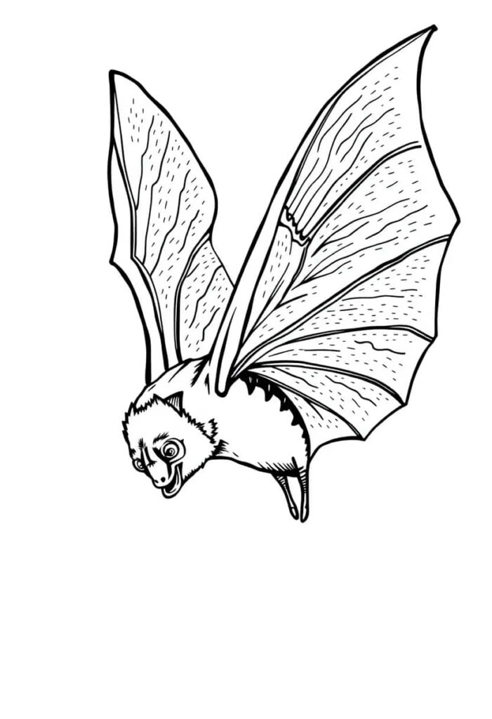 bat drawing coloring ideas pdf template sheet de