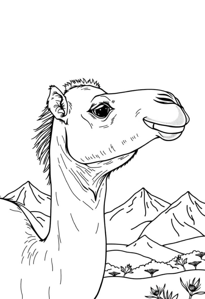 camel drawing coloring ideas pdf template sheet d