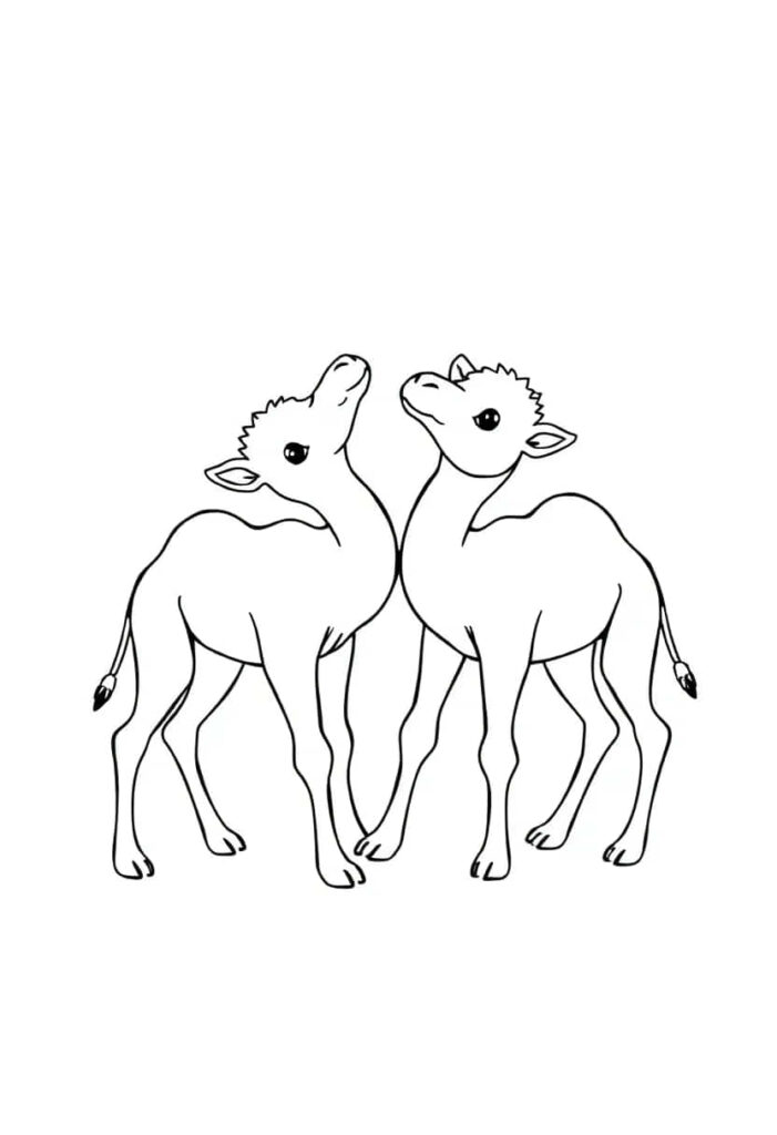 camel drawing coloring ideas pdf template sheet f