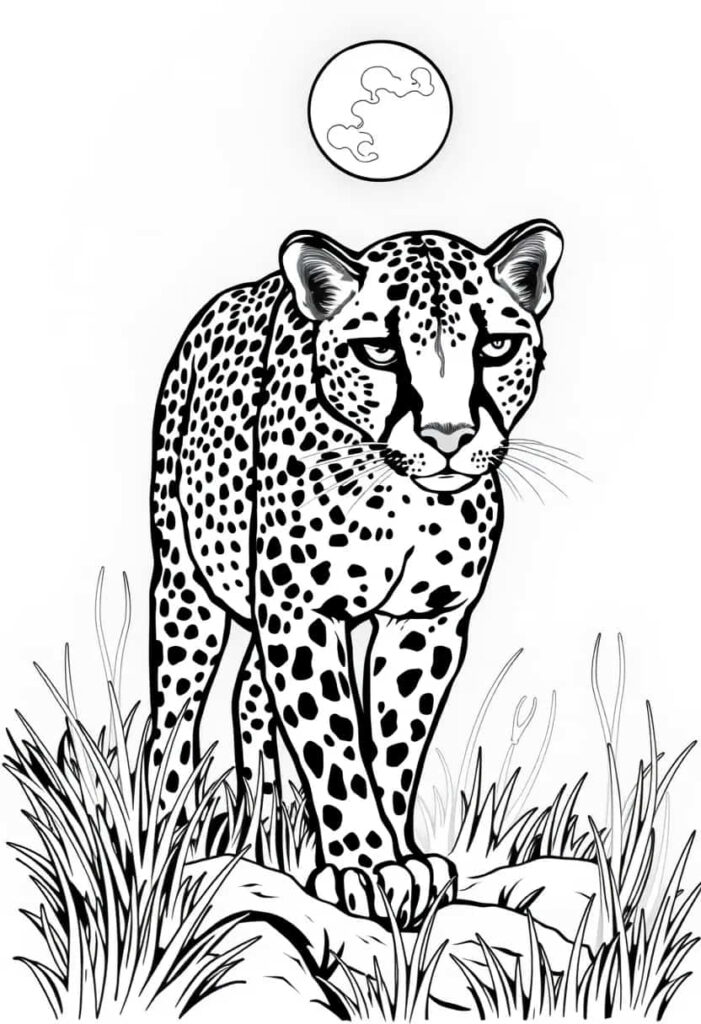 cheetah drawing coloring ideas pdf template sheet a