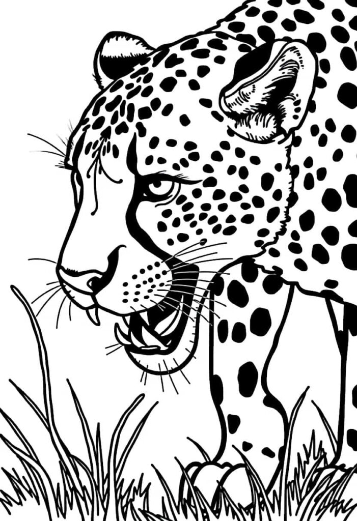 cheetah drawing coloring ideas pdf template sheet