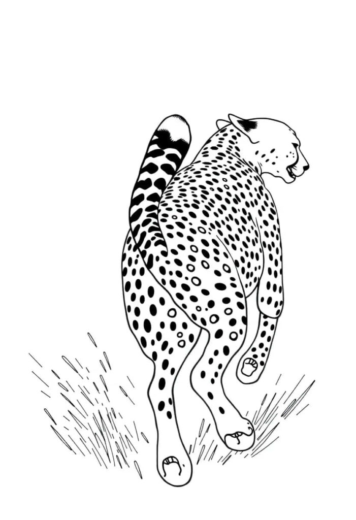 cheetah drawing coloring ideas pdf template sheet b