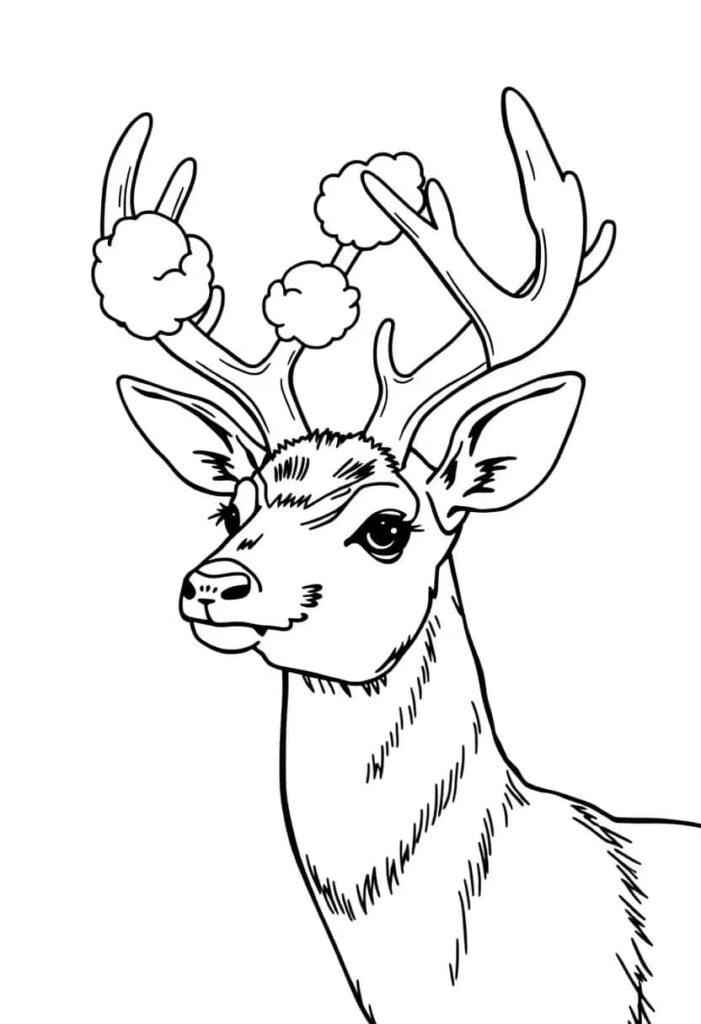 deer drawing coloring ideas pdf template sheet d