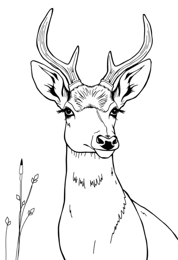 deer drawing coloring ideas pdf template sheet bd