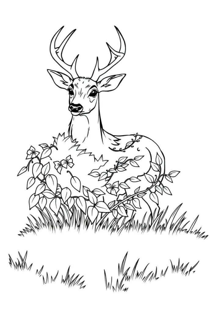 deer drawing coloring ideas pdf template sheet bf