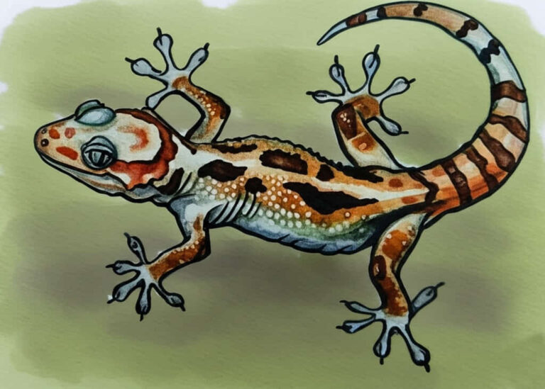 featured gecko drawing