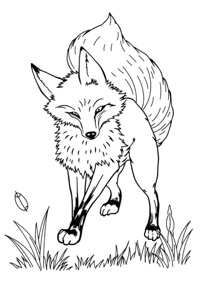 fox drawing coloring ideas pdf template sheet