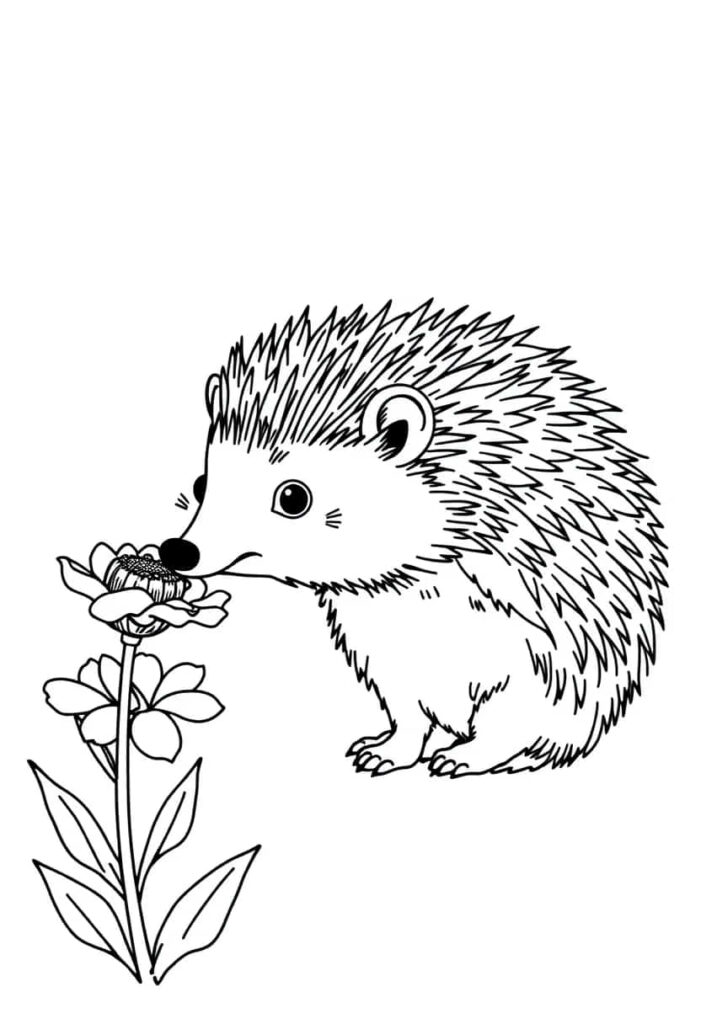 hedgehog drawing coloring ideas pdf template sheet c