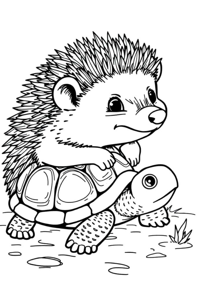 hedgehog drawing coloring ideas pdf template sheet db
