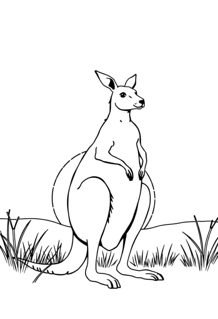 kangaroo drawing coloring ideas pdf template sheet ab