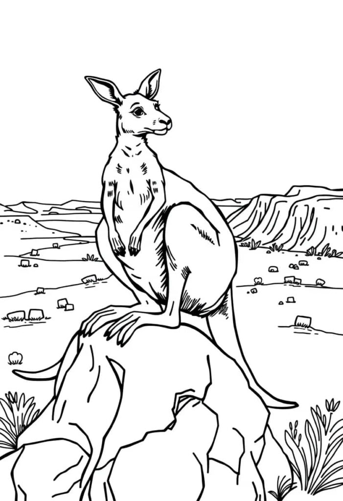 kangaroo drawing coloring ideas pdf template sheet bfb