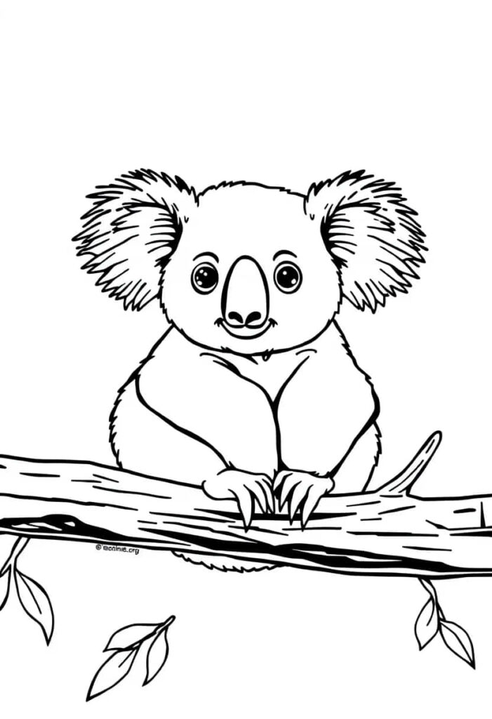 koala drawing coloring ideas pdf template sheet d