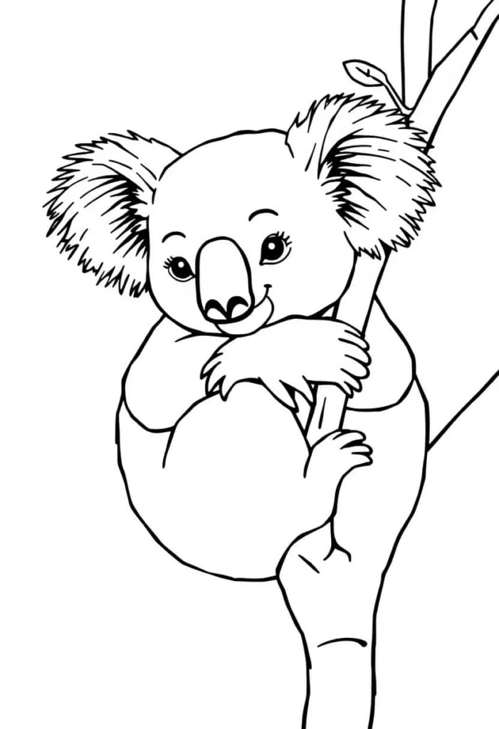 koala drawing coloring ideas pdf template sheet ca