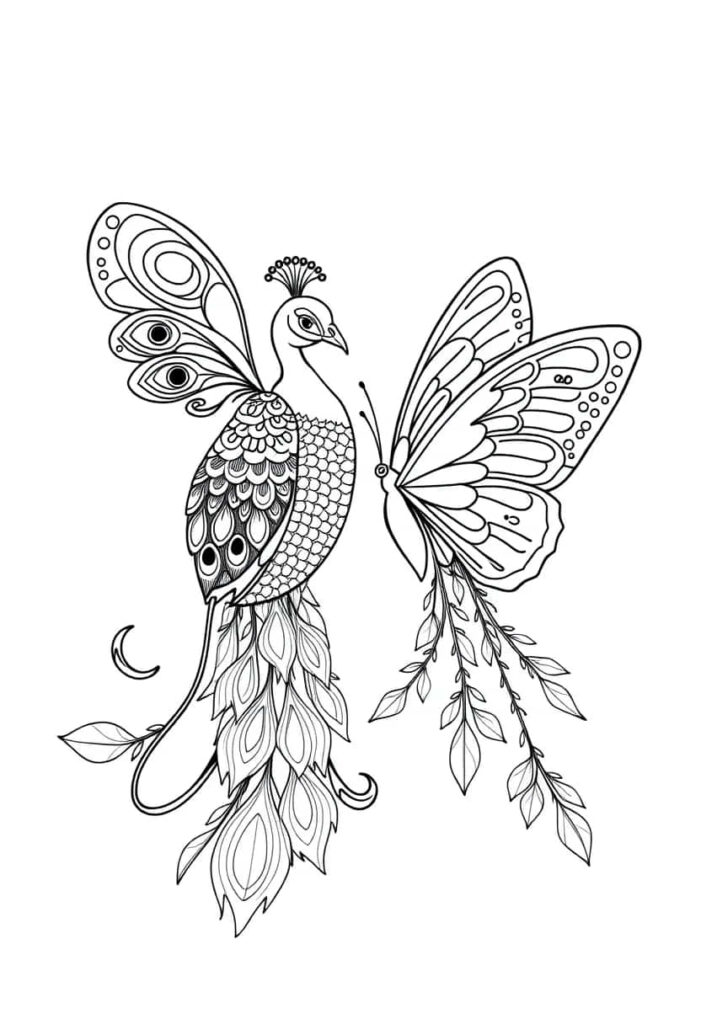 peacock drawing coloring ideas pdf template sheet d