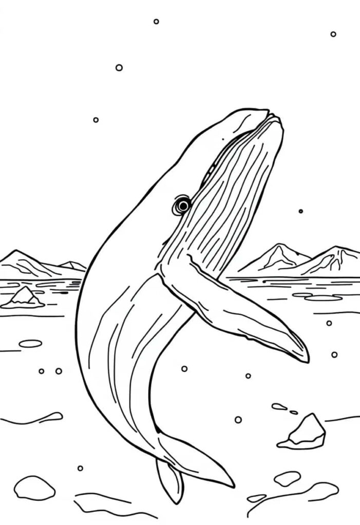 whale drawing coloring ideas pdf template sheet