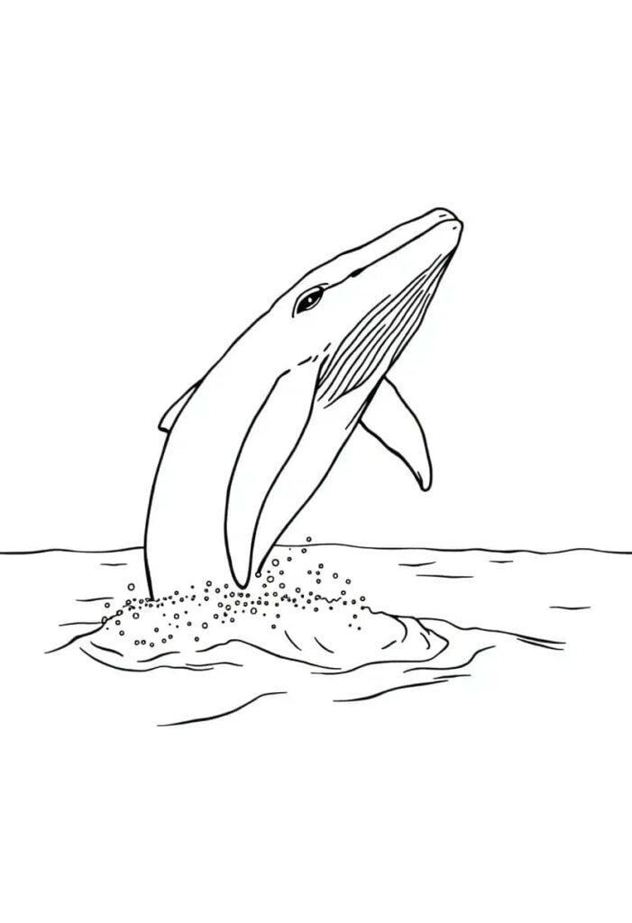 whale drawing coloring ideas pdf template sheet