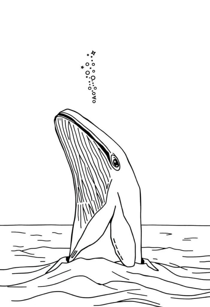 whale drawing coloring ideas pdf template sheet cc