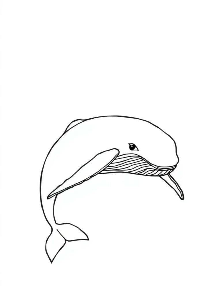 whale drawing coloring ideas pdf template sheet f