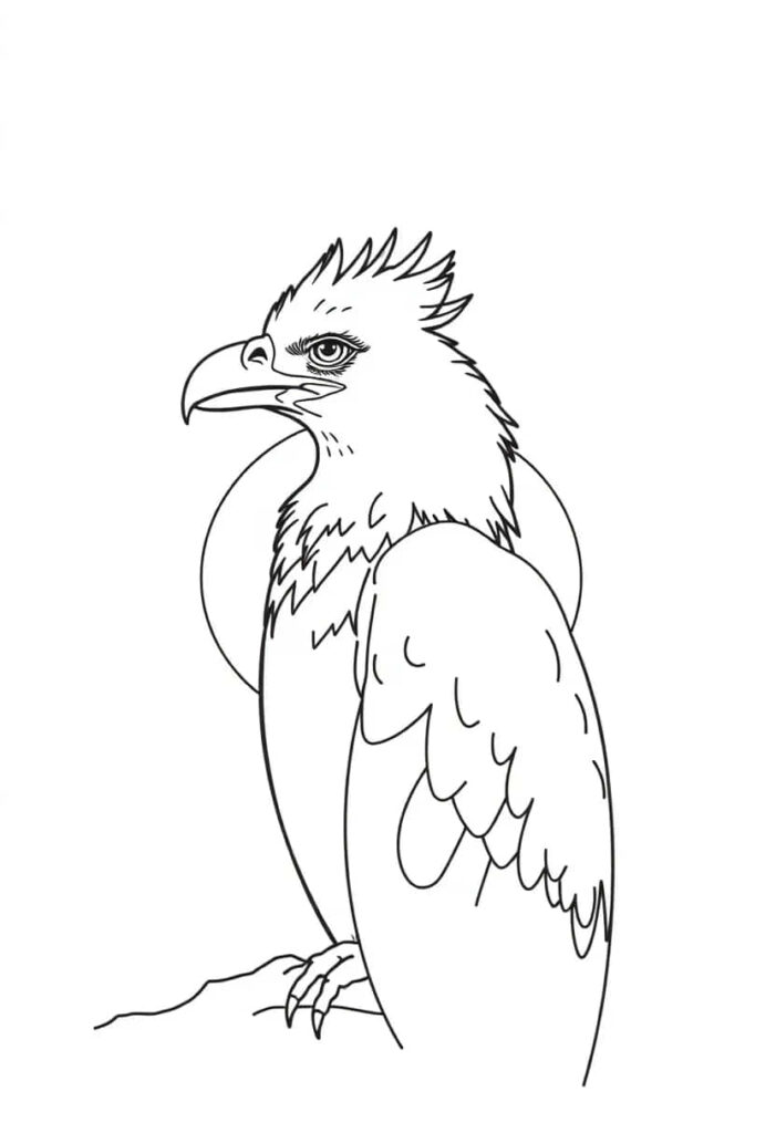 eagle drawing coloring ideas pdf template sheet