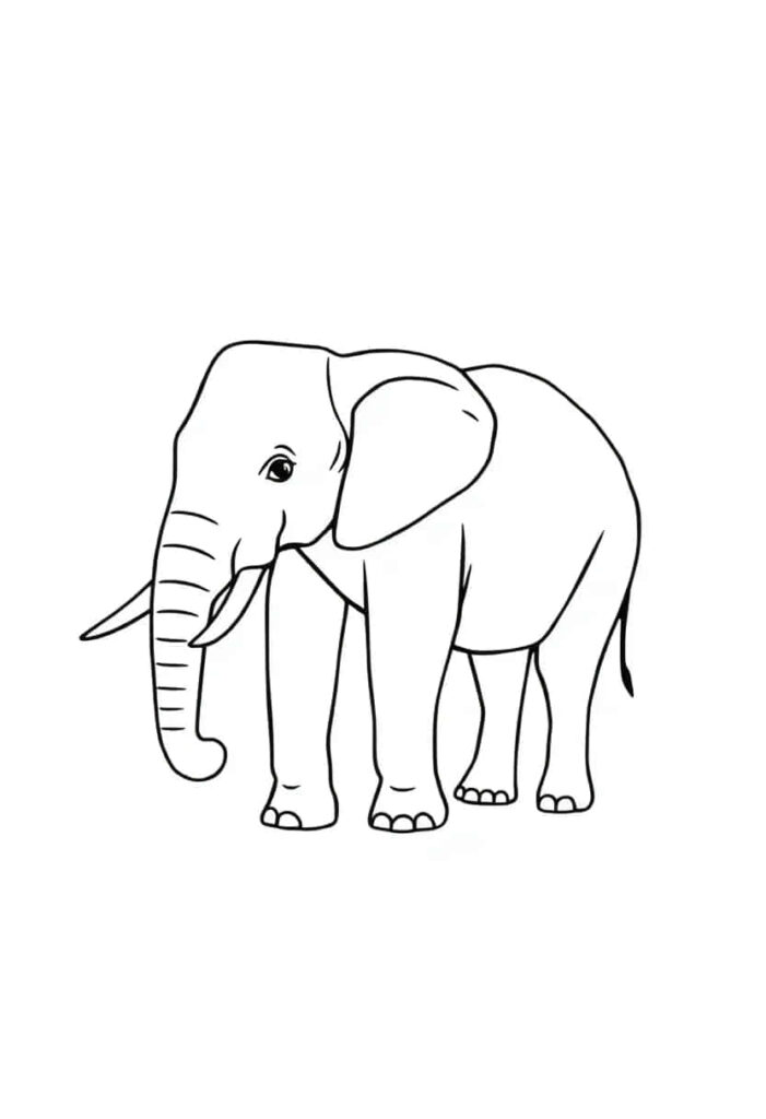 elephant drawing sketch